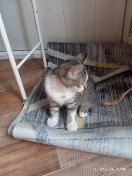 Очаровашки котятки