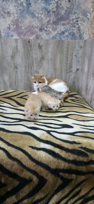 Шотландские вислоухие.