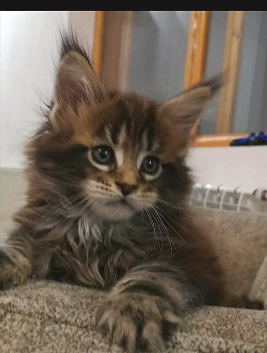 Шикарные котята Мейн-кун с документами