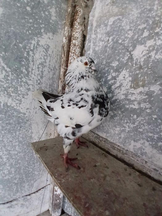 Porumbei kingi scurti pestriti