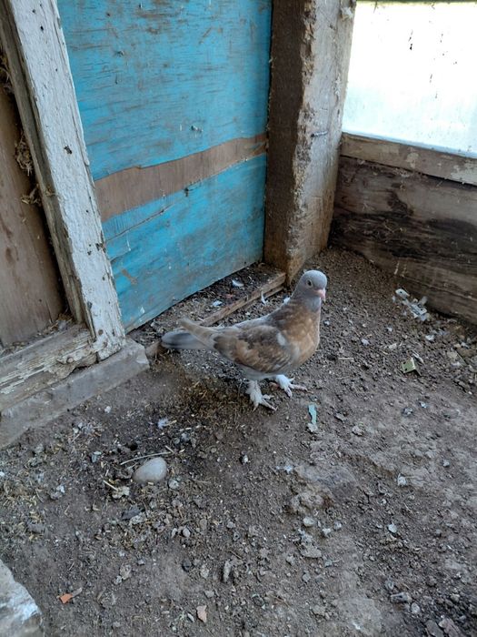 Такла голуби на продажу