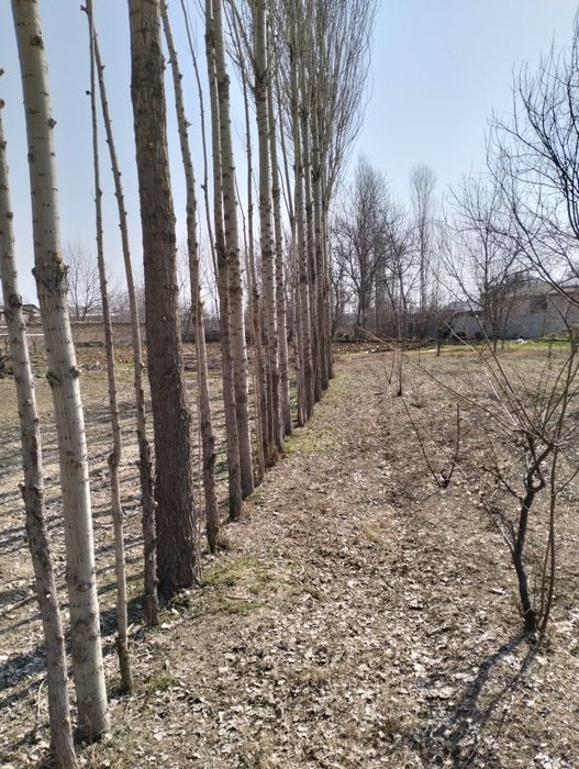 Тераклар Сотилади