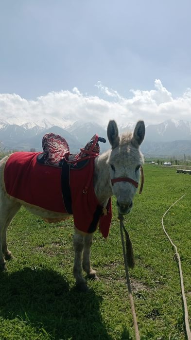 Продам ослиц срочно