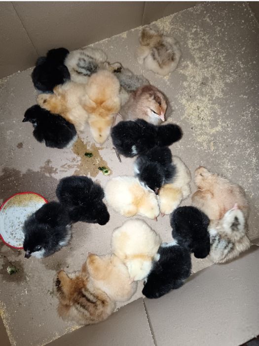 Vând Cocoși!! sau perechi de Araucana, Strumki și 1 Cocos Marans sau schimb tot cu Marans! Sau Araucana tot Araucana negru!