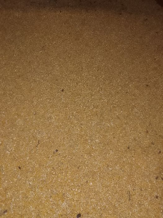 Porumb de vânzare
