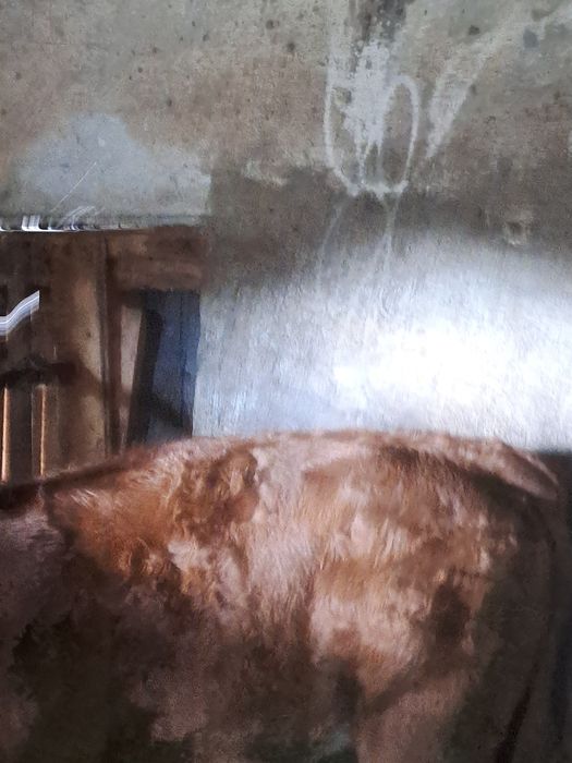 Vand vițica de 3 luni