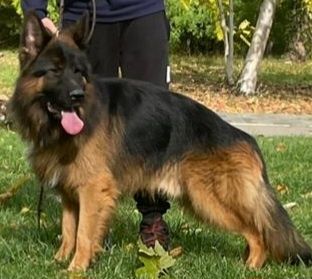 Mascul ciobanesc german cu par lung