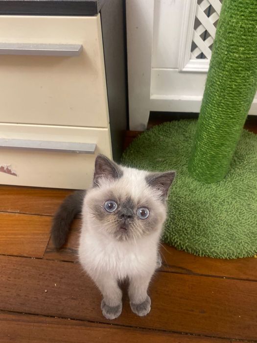 Отдам котика в хорошие руки