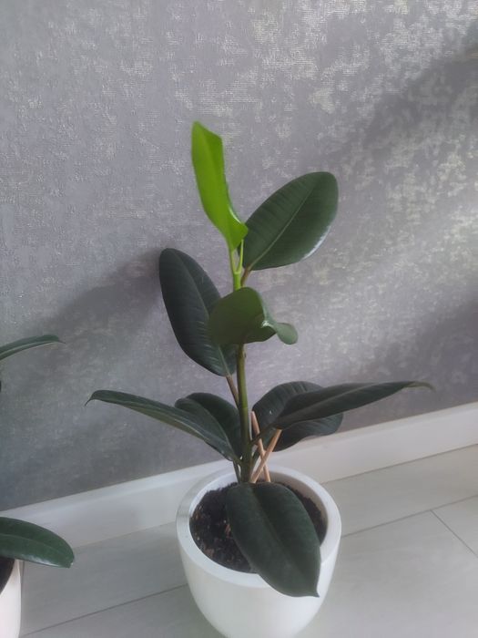 Продам Цветы комнатные ,фикус.