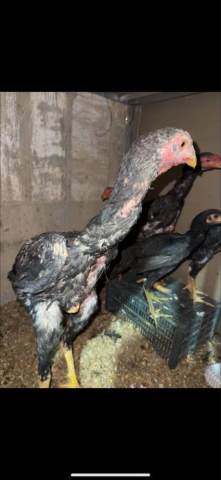 Dakan jujalar sotiladi