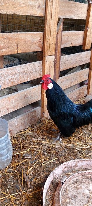 бентам хурозча сотилади 8 ойлик соглом гиждувонда