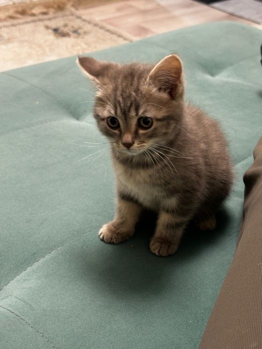 Британская 2.5 месяц кошку кошка котик котята прирученный к лотку Мия