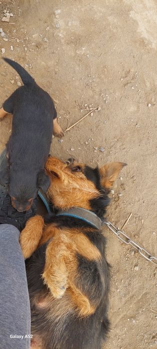 Щенок ягдтерер сатылады