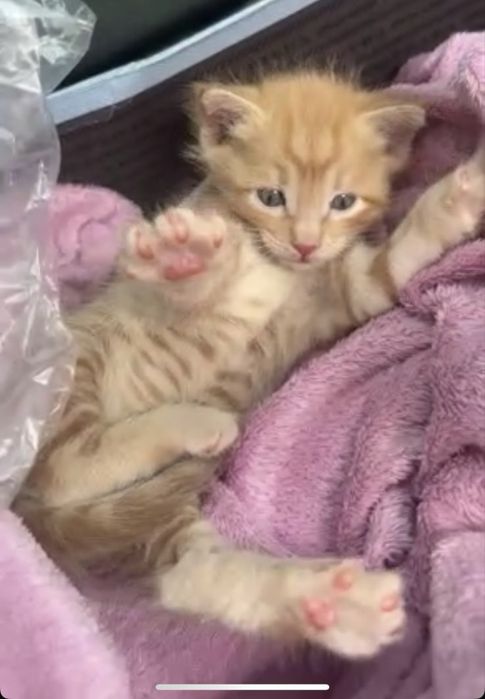 Котенка маленький
