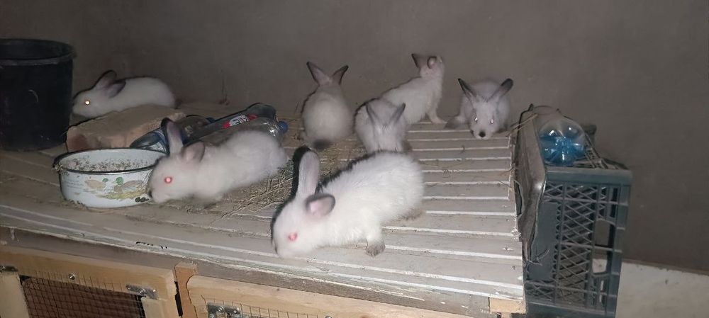 Калифорния куйонлари