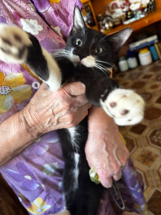 отдам котят бесплатно