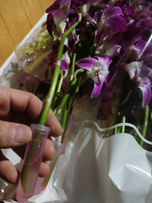 Цветы Орхидея многоцветущая