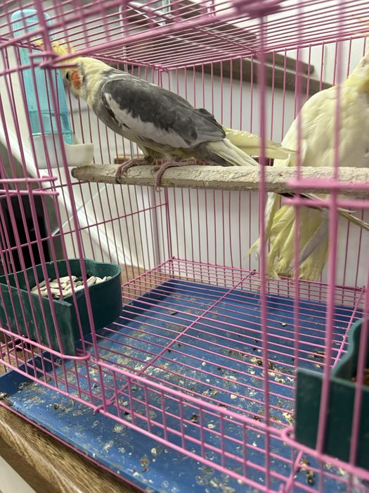 Продается попугай Корилла