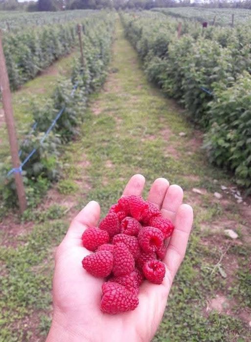 Vând butași zmeură și mure