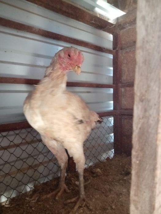 Бойцовский курица продам