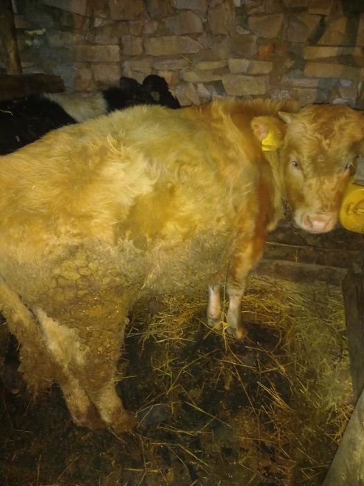 Продам быков подсосные