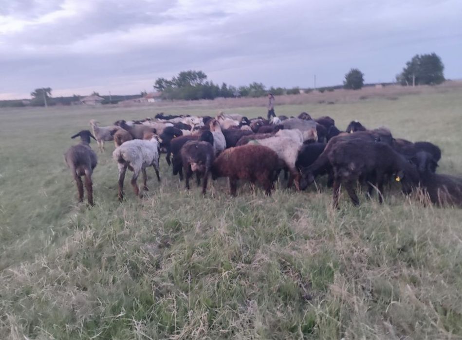 Продам баранов бараны