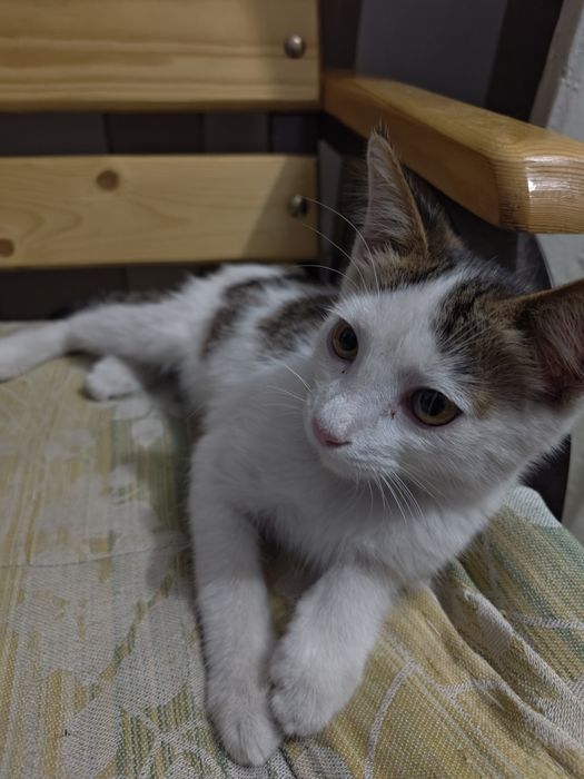 котенок в хорошие руки