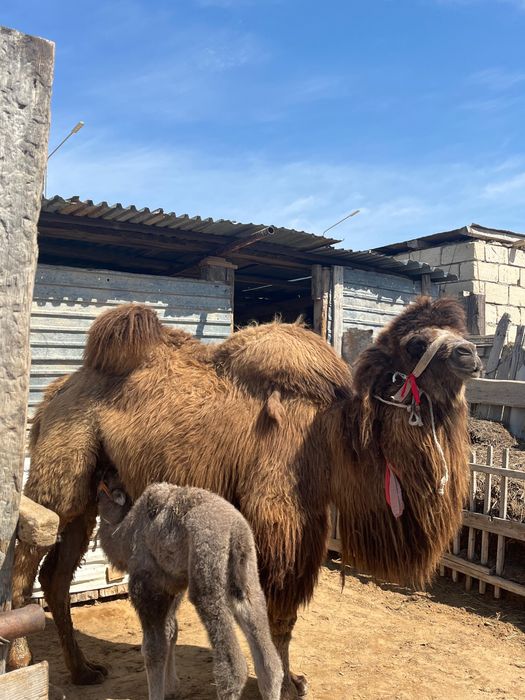 Боталы түйе сатылады