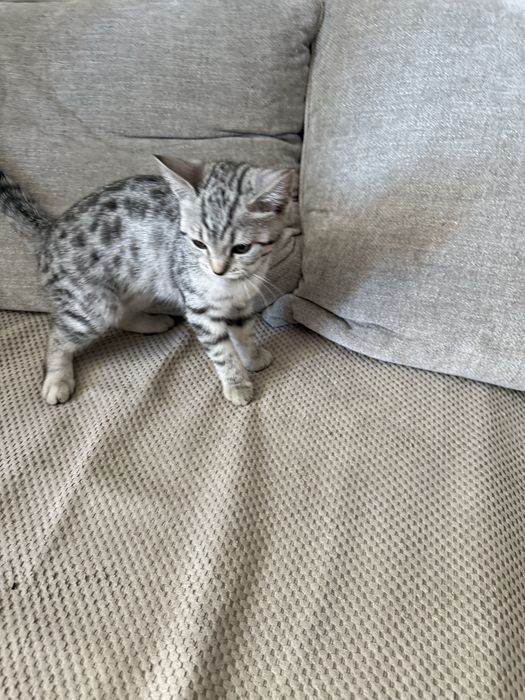 Шотландский скоттиш страйт
