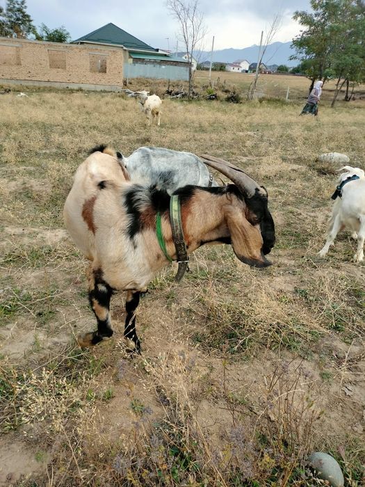 Ешкі қашыру Вязки коза