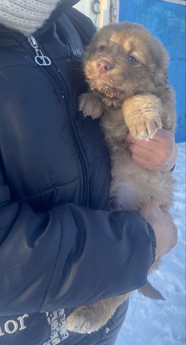 Пристрою, щенят