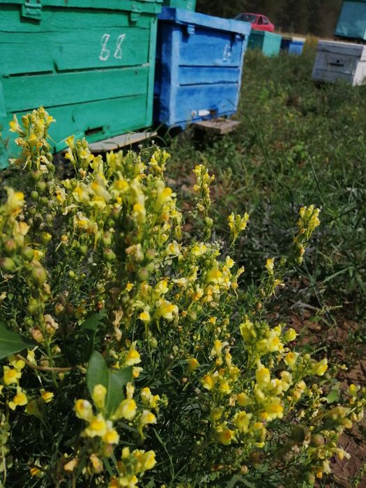 Мёд мёд мёд мед мёд мёд