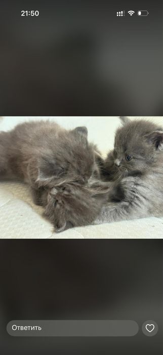 котята шотландский вислоухий