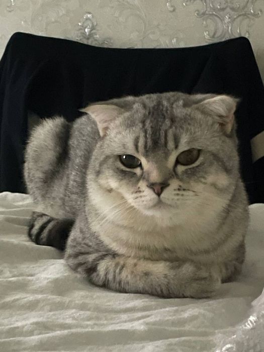 Skotish strayt  2 yosh o’g’il  qumga organgan aqli mexribon emlangan