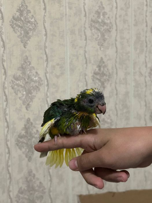 Попугай какарик.