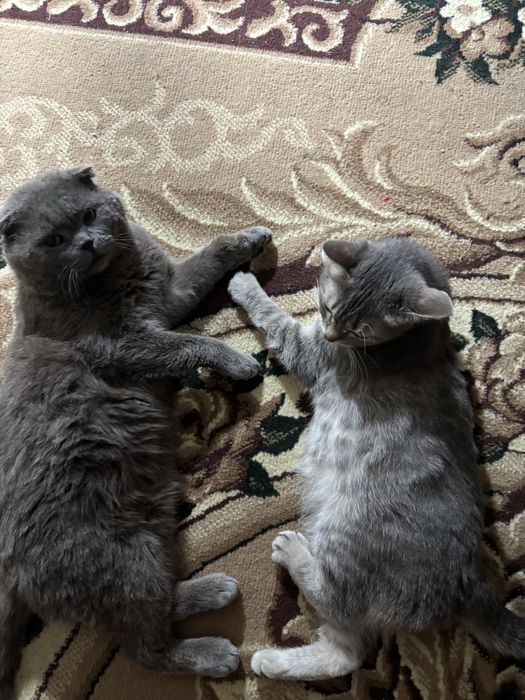 Продам британских котят, 2 девочки