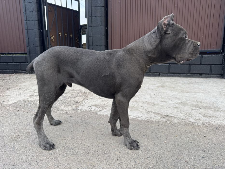 Кане Корсо ( Cane Corso)