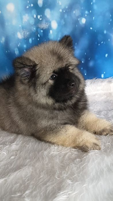 Вольф шпицы девочки