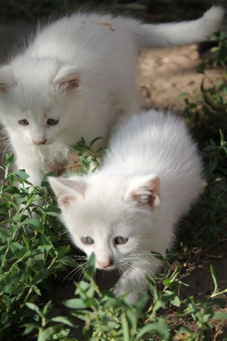 Отдаю котенка мальчика в добрые руки