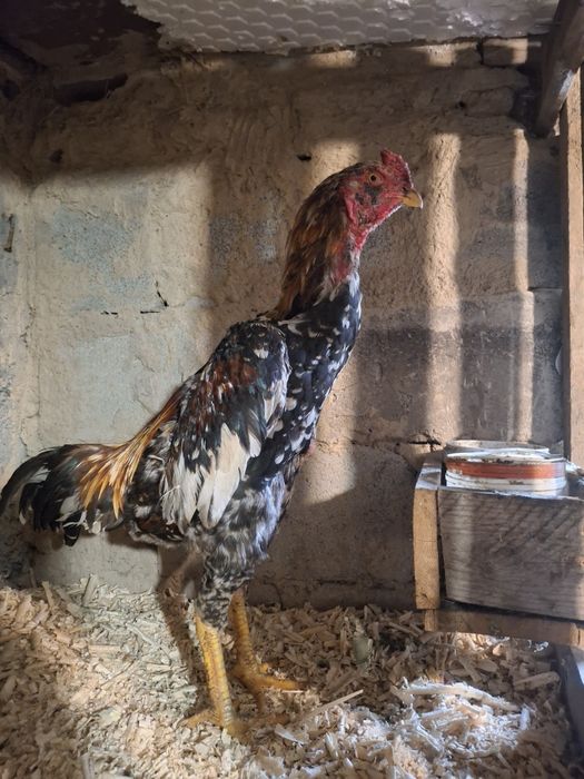 Продам джужика сентябряски