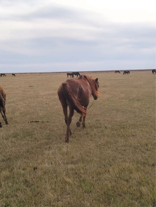 Жылкылар сатылады