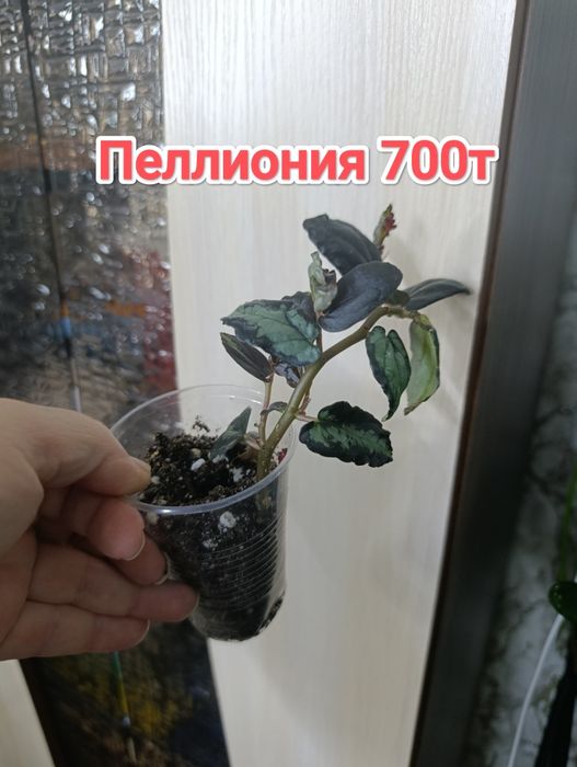 Комнатные растения кжби