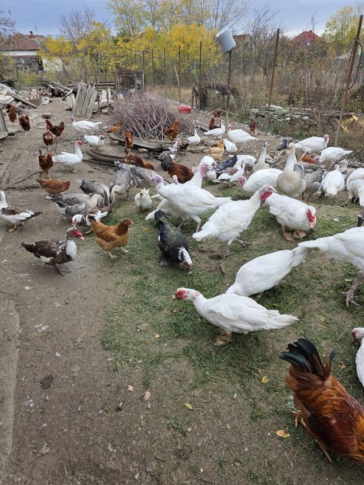 De vânzare gâște,rețe și curcani.