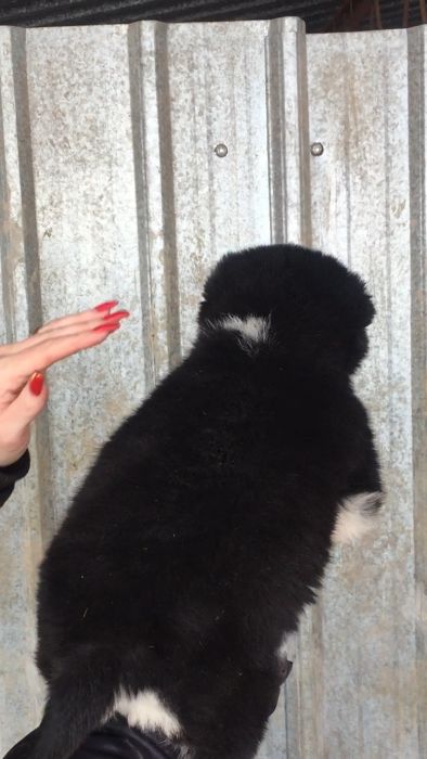 Симпапулька девочка хаски