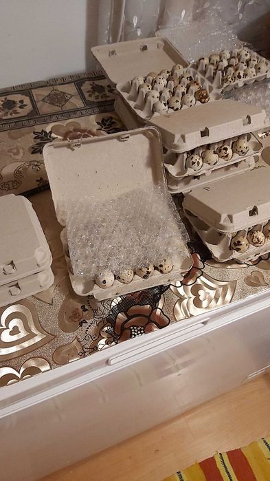 Oua de prepeliță pentru incubat rasa Polara Gigant