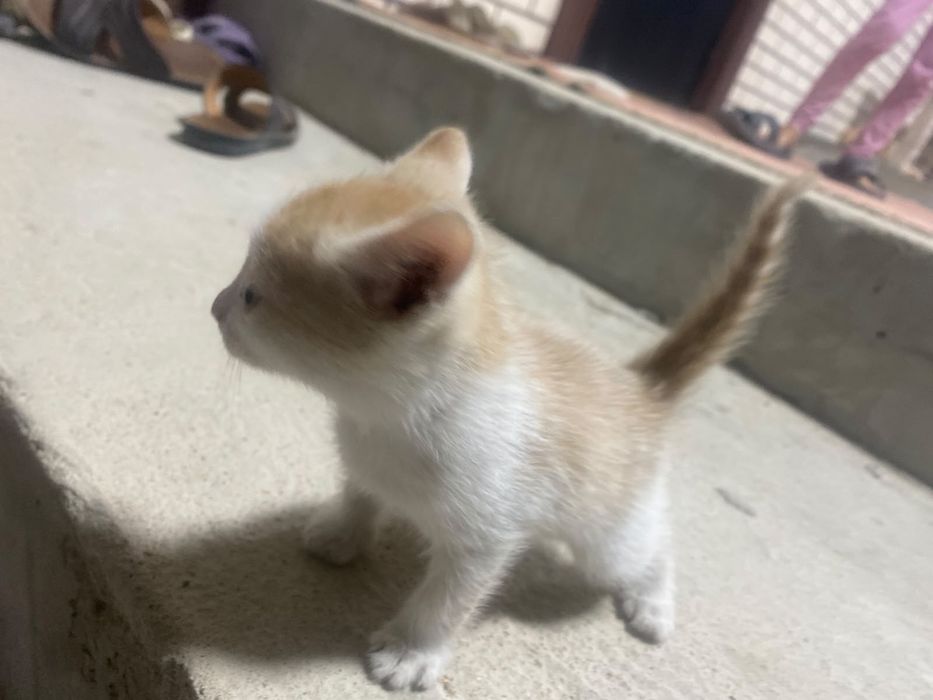 Котенок мальчик бесплатно