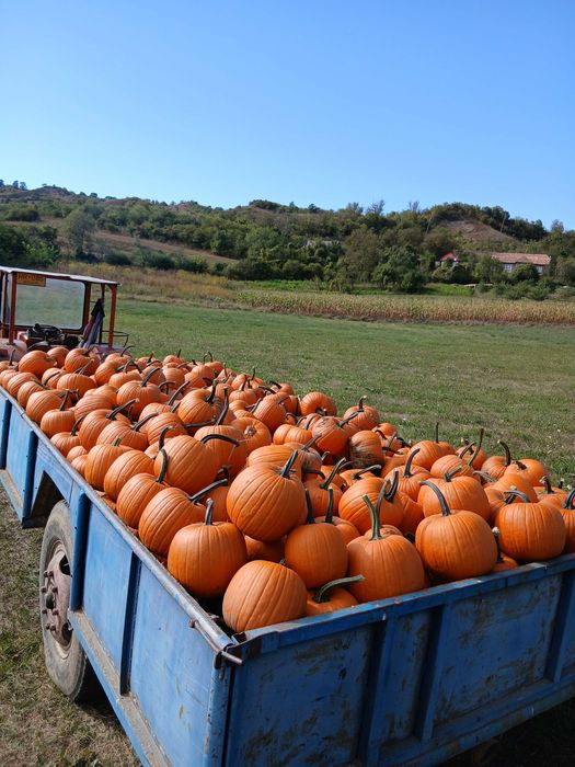 Dovleac Halloween