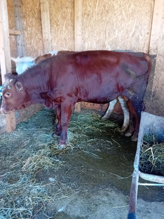 Tauras angus opt luni