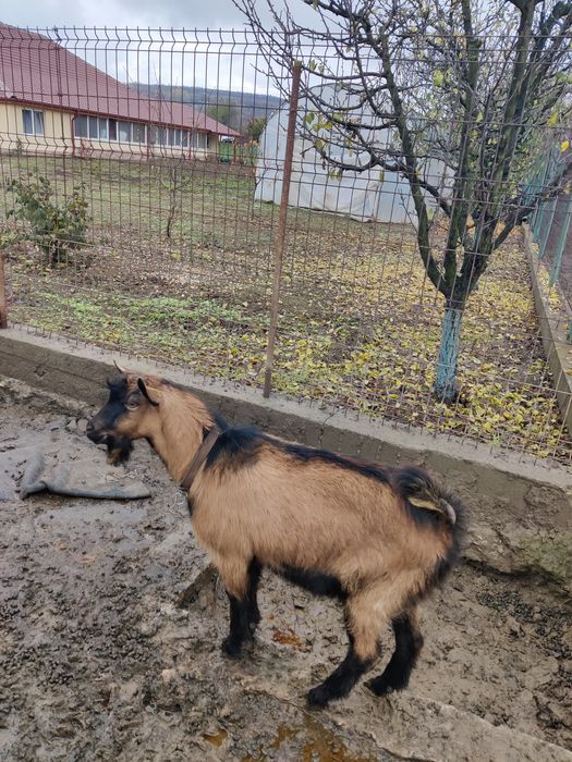 Vând țap rasa alpina franceza