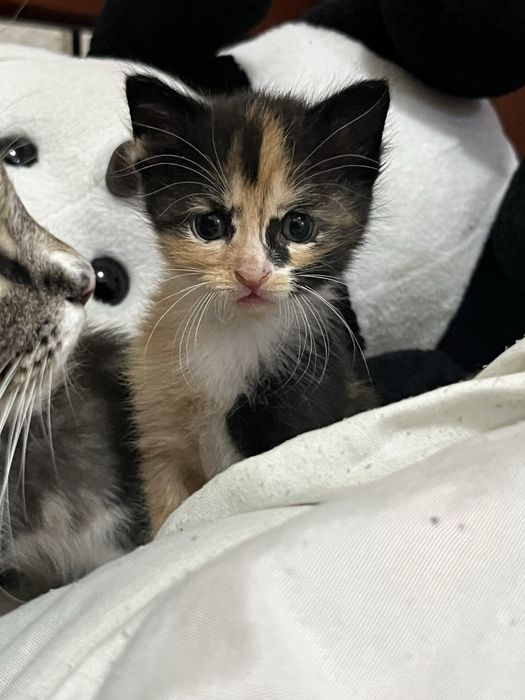 отдам котят в хорошие руки